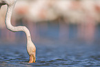 greater flamingo