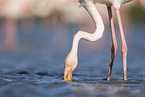 greater flamingo