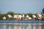 greater flamingo