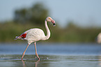 greater flamingo