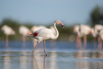greater flamingo