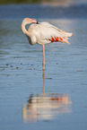 greater flamingo