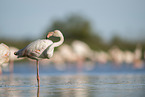 greater flamingo