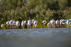 greater flamingo
