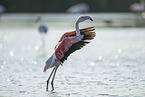greater flamingo