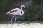 greater flamingo