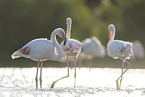 greater flamingo