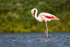 greater flamingo