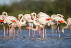greater flamingo