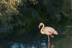 greater flamingo