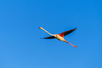 greater flamingo