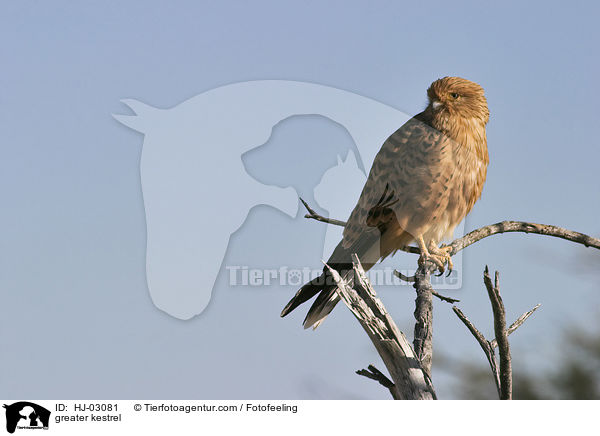 greater kestrel / HJ-03081