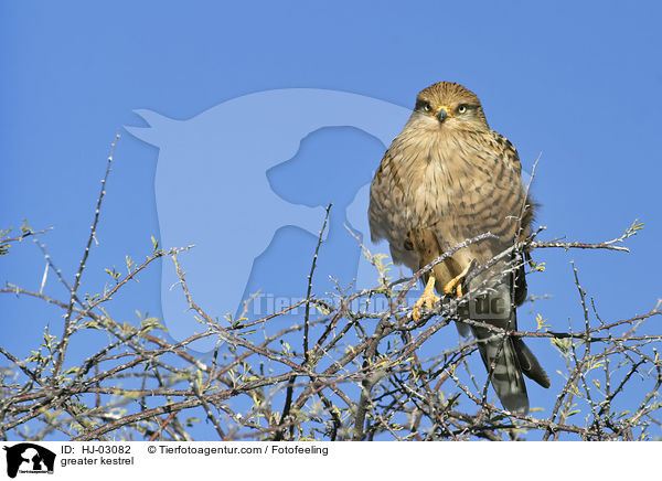 greater kestrel / HJ-03082