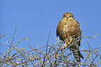 greater kestrel