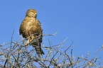 greater kestrel