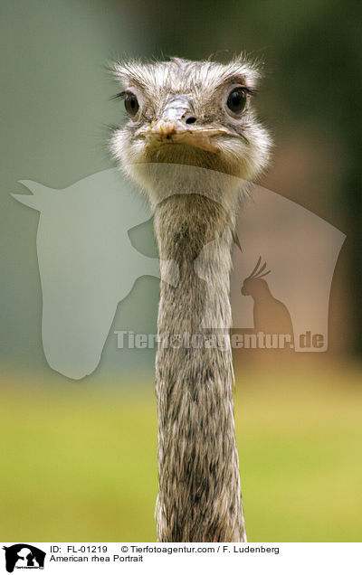 American rhea Portrait / FL-01219