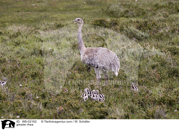 greater rhea / WS-02162