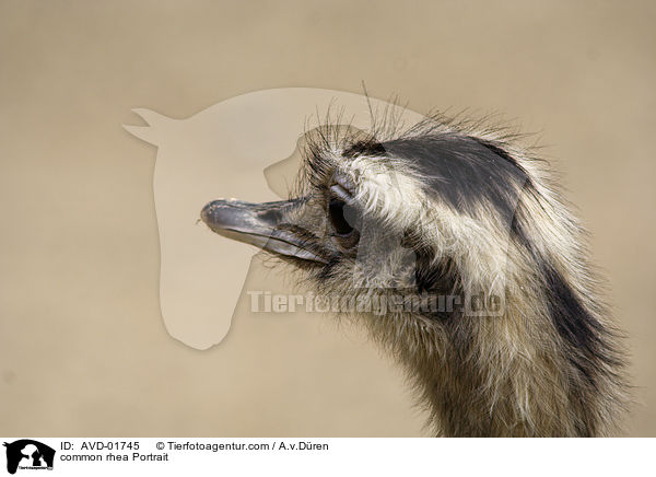 common rhea Portrait / AVD-01745
