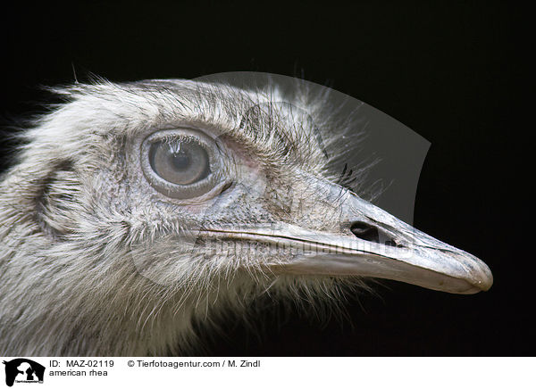 american rhea / MAZ-02119