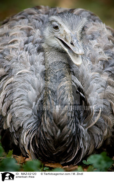 american rhea / MAZ-02120
