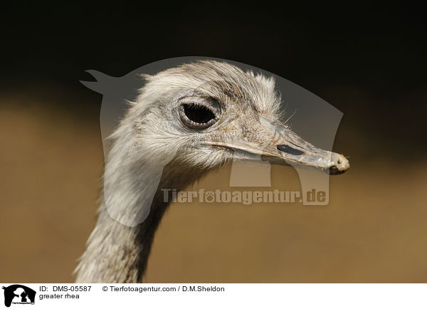 Nandu / greater rhea / DMS-05587