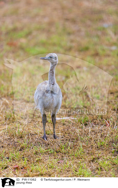 junger Nandu / young rhea / PW-11062