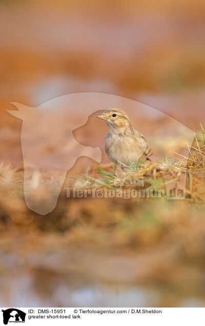 Kurzzehenlerche / greater short-toed lark / DMS-15951