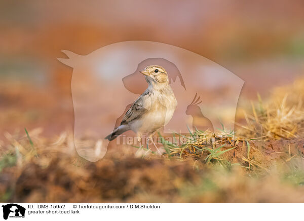 Kurzzehenlerche / greater short-toed lark / DMS-15952