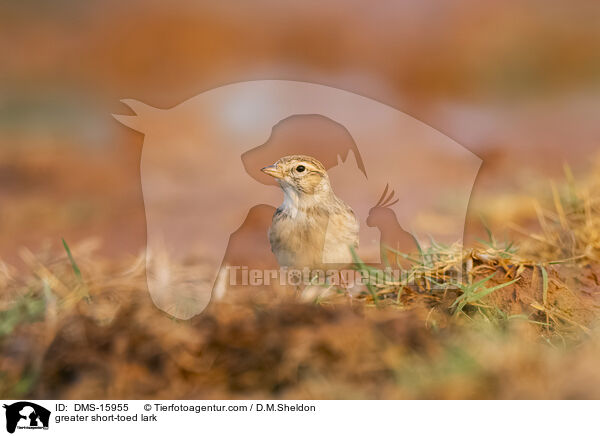 Kurzzehenlerche / greater short-toed lark / DMS-15955