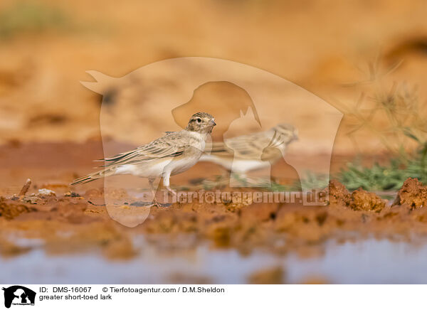 Kurzzehenlerche / greater short-toed lark / DMS-16067