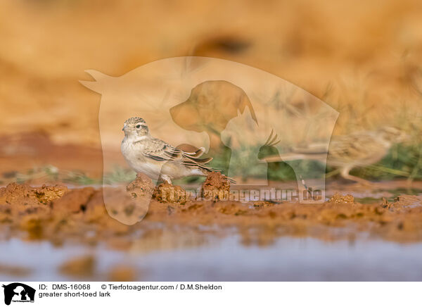 Kurzzehenlerche / greater short-toed lark / DMS-16068