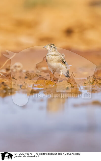 Kurzzehenlerche / greater short-toed lark / DMS-16070