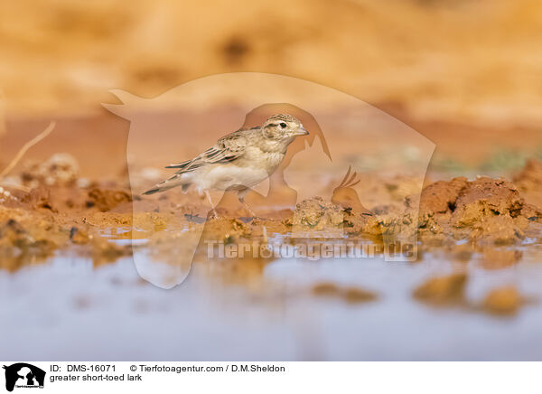 Kurzzehenlerche / greater short-toed lark / DMS-16071