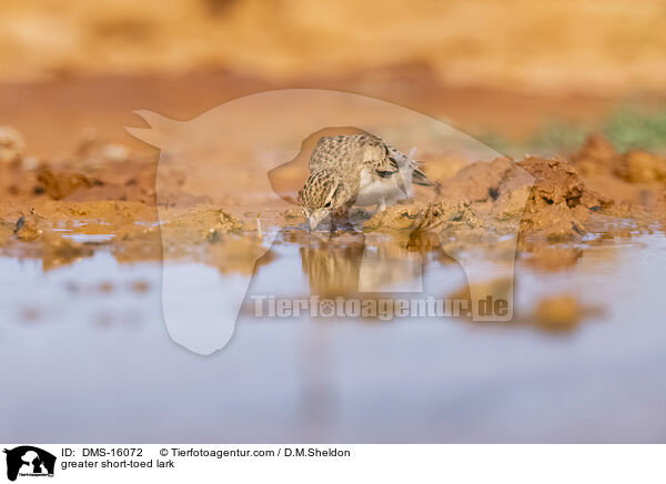Kurzzehenlerche / greater short-toed lark / DMS-16072