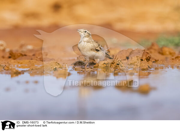 Kurzzehenlerche / greater short-toed lark / DMS-16073