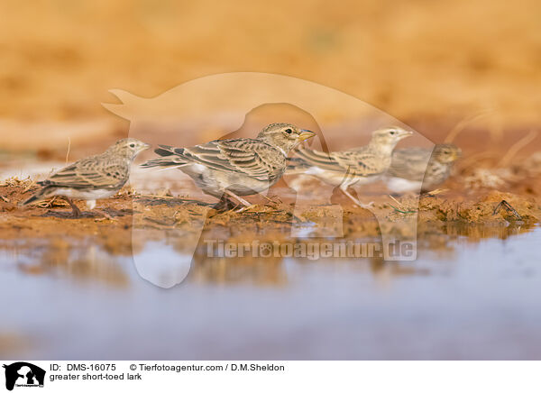 Kurzzehenlerche / greater short-toed lark / DMS-16075