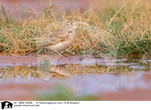 Kurzzehenlerche / greater short-toed lark / DMS-16268