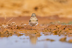 greater short-toed lark