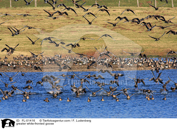 greater white-fronted goose / FL-01416