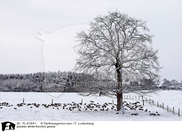 greater white-fronted geese / FL-01641