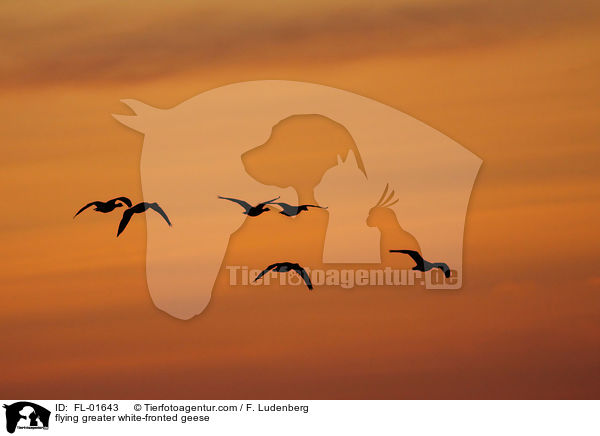 flying greater white-fronted geese / FL-01643