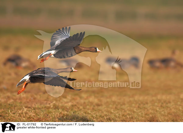 greater white-fronted geese / FL-01792