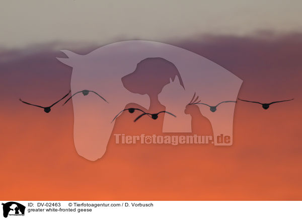 greater white-fronted geese / DV-02463