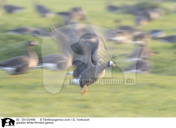 greater white-fronted geese / DV-02466