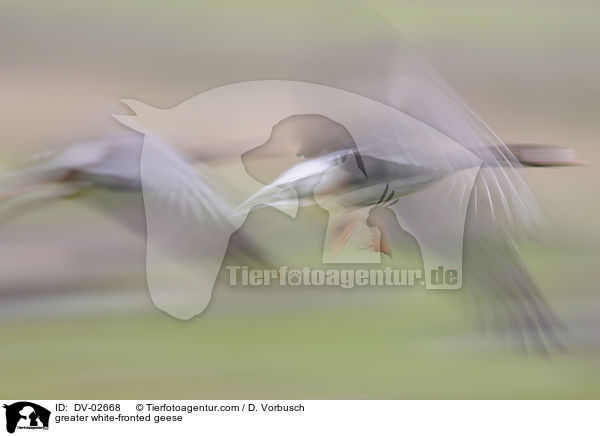 greater white-fronted geese / DV-02668
