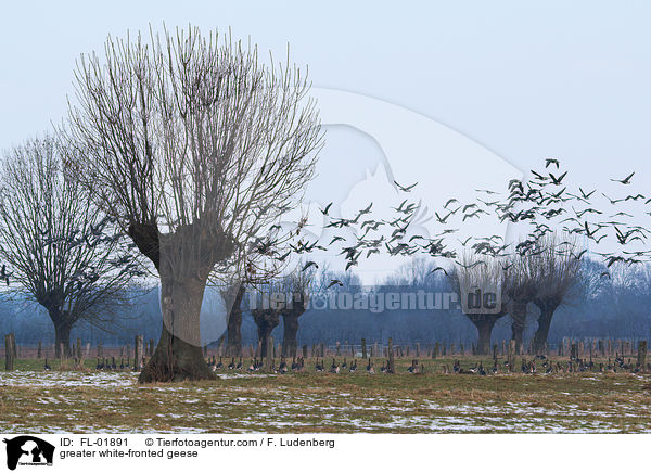 greater white-fronted geese / FL-01891