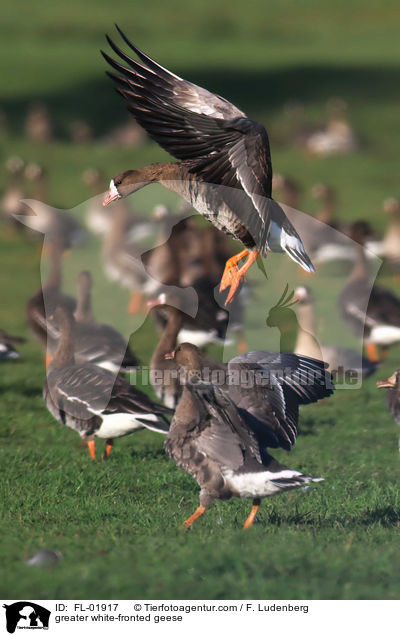 greater white-fronted geese / FL-01917