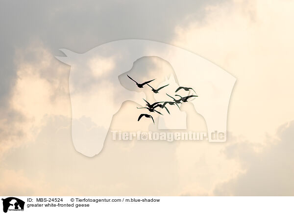 Blssgnse / greater white-fronted geese / MBS-24524