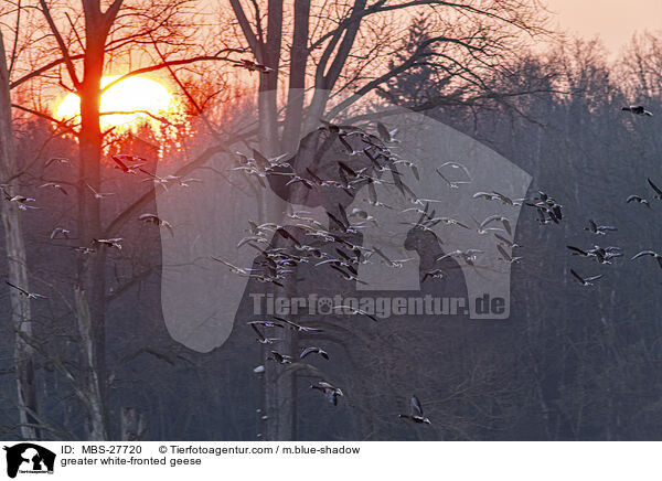 greater white-fronted geese / MBS-27720