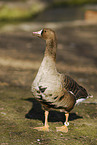 white-fronted goose